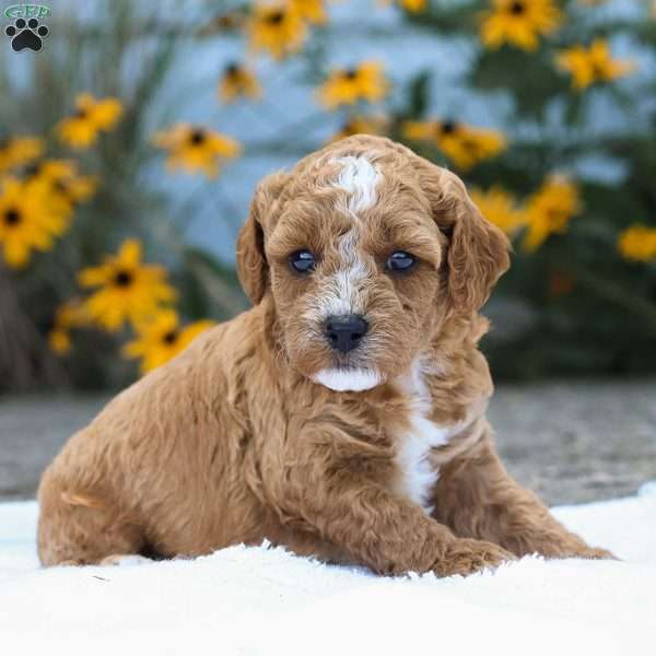 Cory F1B, Cavapoo Puppy